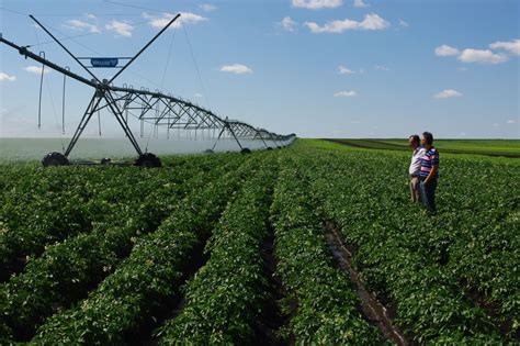 The Efficiency Of Overhead Irrigation For Potato Crops Potatoworld