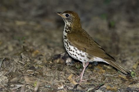 Wood thrush - song / call / voice / sound.