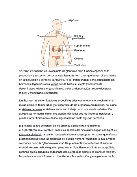 Calam O Sistema Endocrino