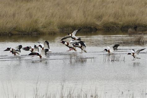 Tadorne De Belon Tadorna Tadorna Common Shelduck Flickr