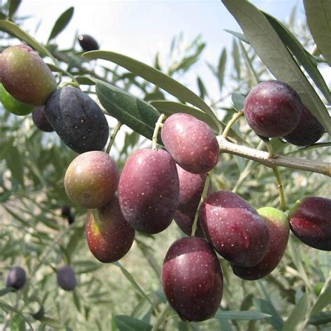 Piante di olivo varietà Leccino in vendita a Reggio di Calabria