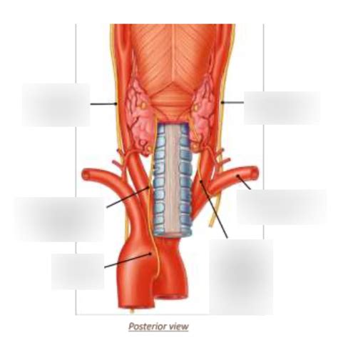 Y2 RESPIRATORY ANATOMY INNERVATION OF THE LARYNX Diagram Quizlet