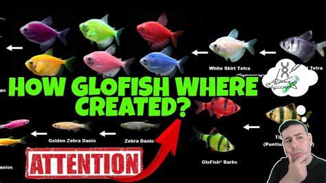 Glofish How They Where Created Take A Look And Learn How It Was