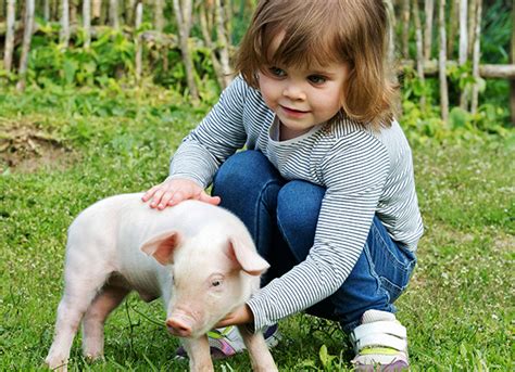 Ni A Con Cerdito Granja Escuela El Palomar