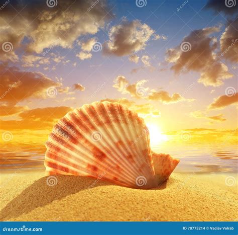 Sea Shell On Beach Stock Photo - Image: 70773214