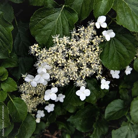 Blüten und Blütenstände einer Kletterhortensie ein filigranes