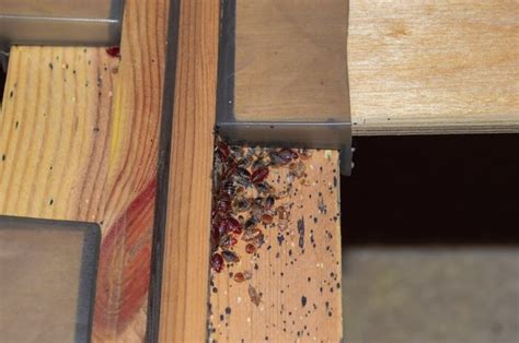 Bed Bugs Living In Wood Furniture How To Remove Them