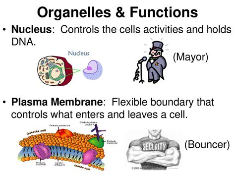 Cellular Organelles Essential Standard Summarize The Structure And