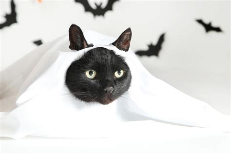 Disfraces De Halloween Para Gatos Ideas F Ciles Y Originales