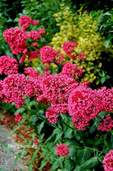 Ostrogowiec Centranthus Bylina Kwitnąca Do Mrozów Rozarium