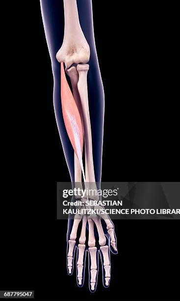 121 Flexor Carpi Radialis Stock Photos High Res Pictures And Images