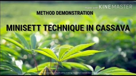 Minisett Planting Technique In Cassava Method Demonstration Group 9 Youtube