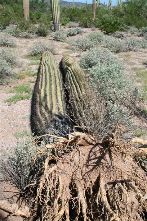 Uprooted Sonoran Desert National Monument Arizona While Carnegiea