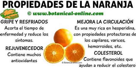 Propiedades De Las Naranjas Botanical Online