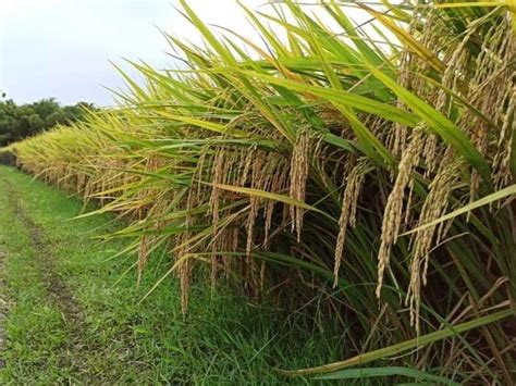 Lewat Alsintan Mentan Dorong Pertanian Tradisional Lampung