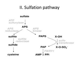 Sulfate assimilation | PPT