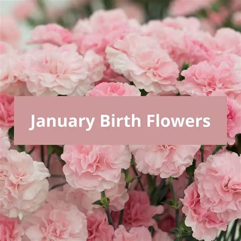 February Birth Flowers: Violet & Primrose Symbolic Meanings - Symbolic ...