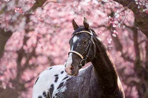 The Best Italian Horse Names For Mares And Stallions Home In The Pastures