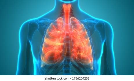 Human Respiratory System Lungs Anatomy D Stock Illustration