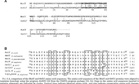 Pdf Escherichia Coli Orf Codes For A Nucleoside Triphosphate