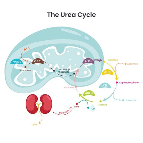 Urea Cycle Biochemical Reaction Pathway That Produces Urea From Ammonia