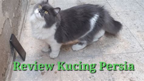 Review Kucing Persia Kucingpersia Youtube