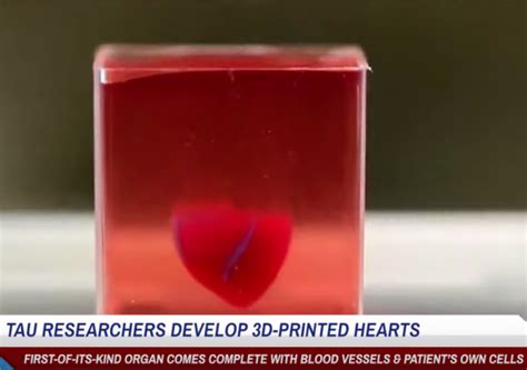 Israeli Scientists Print Worlds First D Heart Made With Human Tissue