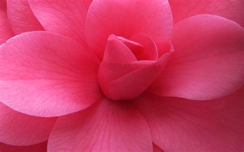 Free Pink Flower Wallpaper Wallpapersafari