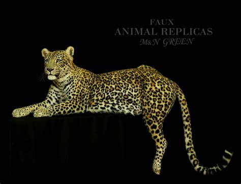 Leopard Reproduction Live Size Fake Taxidermy