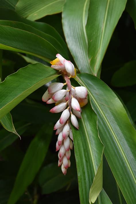 Common Ginger Zingiber Officinale In San Antonio Texas Tx At