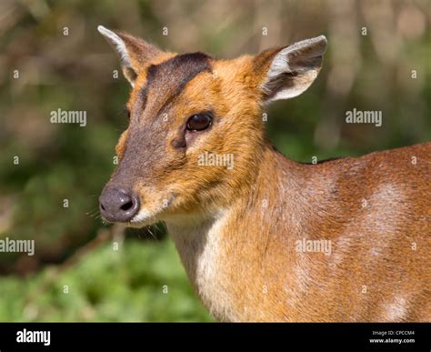 Reeves Muntjac Deer Close Up Stock Photo Alamy