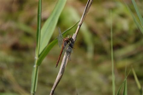 Norfolk Hawker At Swt Carlton Marshes A Great Reserve Well Worth