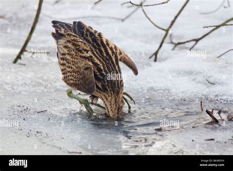 Great Bittern Head Water Botaurus Stellaris Stock Photo Alamy