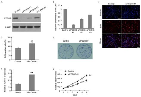 Pcdh8 Inhibits Glioma Cell Proliferation By Negatively Regulating The