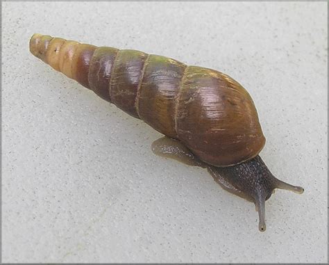 Rumina Decollata Linnaeus 1758 Decollate Snail