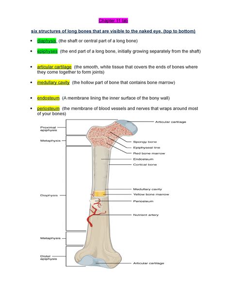 Lab Final Review Chapter Lab Six Structures Of Long Bones