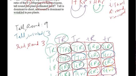 Monohybrid Cross Examples And Practice