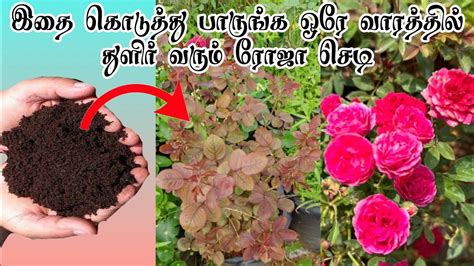 🛑🌹ஒரே வாரத்தில் ரோஜா செடி துளிர் விட டிப்ஸ்🌹 Rose Plant Flowering Tips