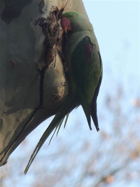 Cyprus Weekly Blog Army Ornithological Society