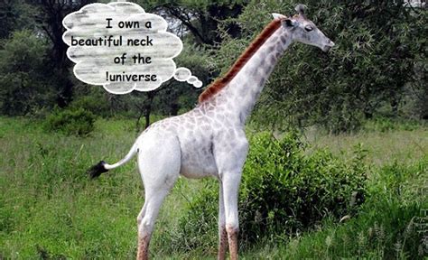 Miss Giraffe Boast The Beauty Of Her Neck Freemium Amazing Graphics