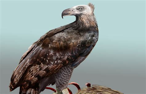 Haast's Eagle research points to bird being carnivorous predator | RNZ News