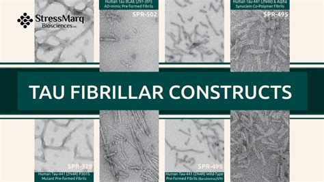 Tau Fibrillar Constructs Stressmarq Biosciences