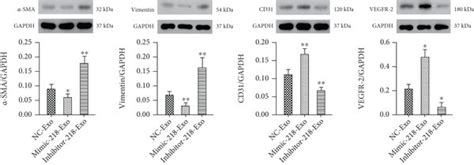 Western Blot Analysis To Detect The Relative Expression Levels Of Cd31 Download Scientific