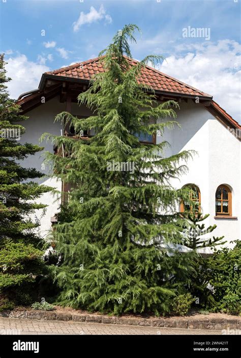 Indische Zeder Cedrus Deodara Fotos Und Bildmaterial In Hoher