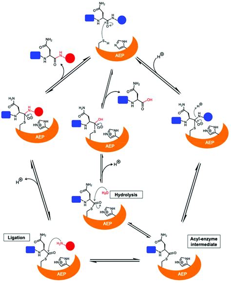 Asparaginyl Endopeptidases Enzymology Applications And Limitations