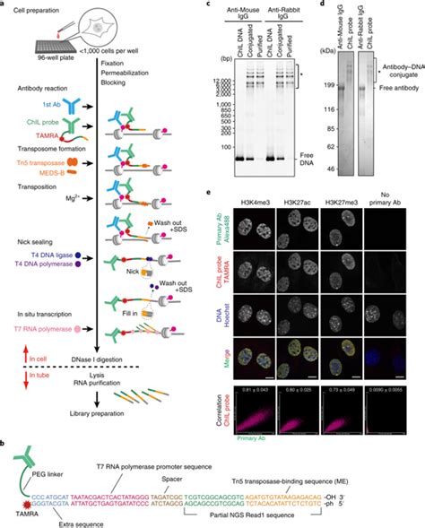 A Chromatin Integration Labelling Method Enables Epigenomic Profiling