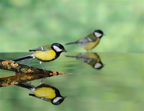 Great Tits Drinking Water Stock Photo Image Of Drink 47272510