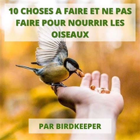 Choses A Faire Et Ne Pas Faire Pour Les Oiseaux Artofit