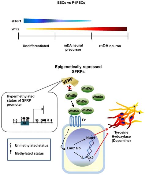 The SFRP1 Level Is The Highest In Undifferentiated Cells As