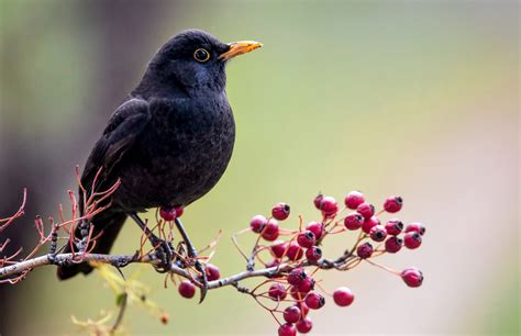 Birds Are Moving Plants In The Wrong Direction Through Seed Dispersal